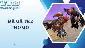  Đá gà tre Thomo tại WW88 thu hút hội viên với ưu điểm đặc biệt