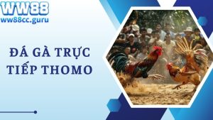 Đá Gà Trực Tiếp Thomo Sôi Động Liên Tục Cập Nhật 24/24